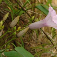 Argyreia elliptica (Roth) Choisy